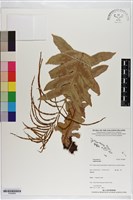 登錄號:P020885藏品圖，第1張