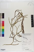 松葉蕨藏品圖，第1張