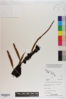 登錄號:P020888藏品圖，第1張