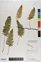 馬來陰石蕨藏品圖，第1張