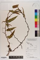 登錄號:P020891藏品圖，第1張