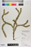 垂枝石松藏品圖，第1張