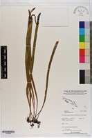 書帶蕨藏品圖，第1張