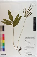 竹葉蕨藏品圖，第1張