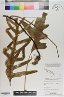 海岸星蕨藏品圖，第1張