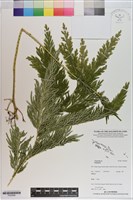 登錄號:P020956藏品圖，第1張