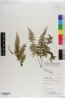 吉永鐵角蕨、斜葉鐵角蕨藏品圖，第1張