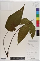 登錄號:P020959藏品圖，第1張