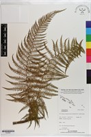 登錄號:P020961藏品圖，第1張