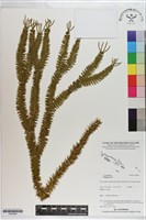 登錄號:P020964藏品圖，第1張