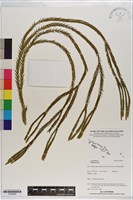 登錄號:P020965藏品圖，第1張