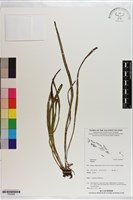 登錄號:P020966藏品圖，第1張