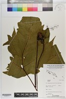 登錄號:P020969藏品圖，第1張