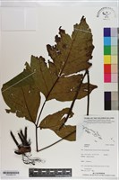 登錄號:P020969藏品圖，第3張