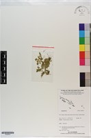 登錄號:P020970藏品圖，第1張