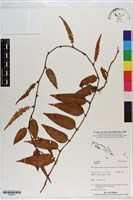 登錄號:P020971藏品圖，第1張