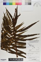 登錄號:P020972藏品圖，第1張