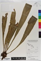 登錄號:P020973藏品圖，第1張