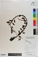 登錄號:P020974藏品圖，第1張