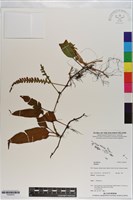 登錄號:P020975藏品圖，第1張