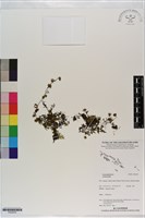 登錄號:P020976藏品圖，第1張