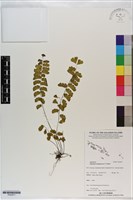 孟連鐵線蕨藏品圖，第1張