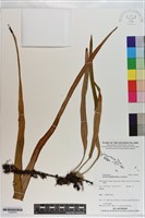 南洋石葦藏品圖，第1張