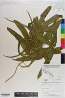 登錄號:P020980藏品圖，第1張