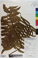 登錄號:P020981藏品圖，第1張