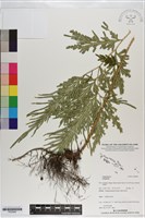 登錄號:P020982藏品圖，第1張