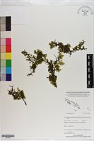 登錄號:P020983藏品圖，第1張