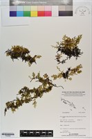 登錄號:P020984藏品圖，第1張