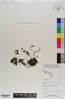 登錄號:P020985藏品圖，第1張