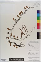 登錄號:P020986藏品圖，第1張