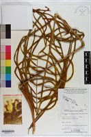 登錄號:P020987藏品圖，第1張