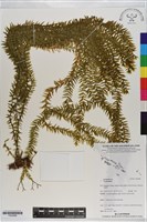 登錄號:P020988藏品圖，第1張