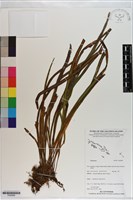 登錄號:P020989藏品圖，第1張