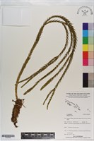 登錄號:P020990藏品圖，第1張