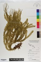 登錄號:P020991藏品圖，第1張