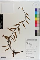 登錄號:P020992藏品圖，第1張