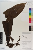 登錄號:P020993藏品圖，第1張