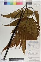 登錄號:P020994藏品圖，第1張