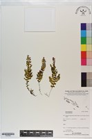 登錄號:P020995藏品圖，第1張