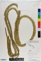 登錄號:P020997藏品圖，第1張