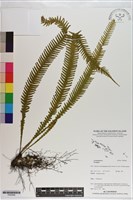 登錄號:P020998藏品圖，第1張