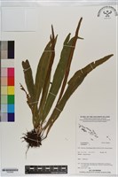 登錄號:P020999藏品圖，第1張