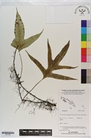 登錄號:P021000藏品圖，第1張