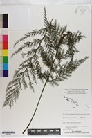 登錄號:P021002藏品圖，第1張