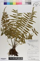 登錄號:P021003藏品圖，第1張