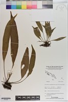 登錄號:P021004藏品圖，第1張